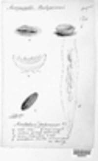 Ascobolus furfuraceus image